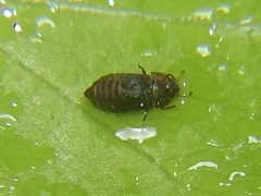 Micropeplus