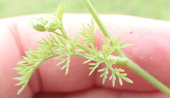 Cyclospermum leptophyllum