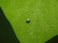 Micropeplus