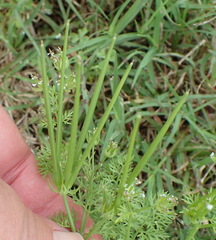 Cyclospermum leptophyllum