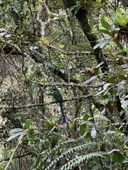 Momotus aequatorialis