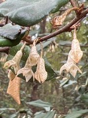 Elaeagnus pungens