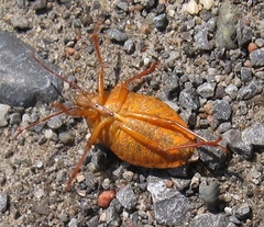 Apoecilus cynicus