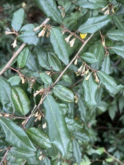 Elaeagnus pungens