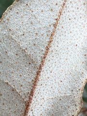 Elaeagnus pungens