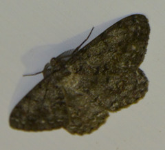 Deileptenia ribeata