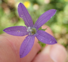 Triodanis perfoliata