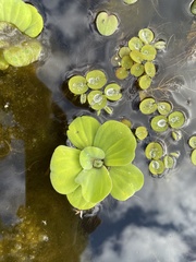 Pistia stratiotes