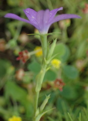 Triodanis perfoliata