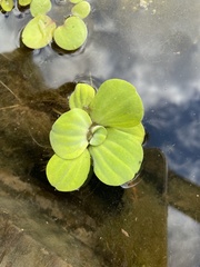 Pistia stratiotes