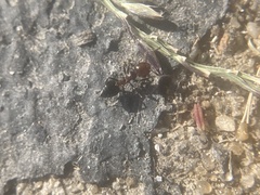 Crematogaster laeviuscula