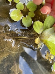 Pistia stratiotes