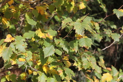 Crataegus mollis
