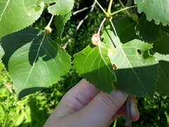 Pemphigus obesinymphae