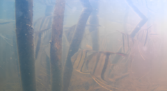 Pterophyllum scalare
