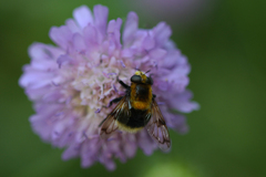 Volucella bombylans