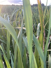 Zizaniopsis miliacea