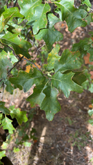 Quercus ilicifolia