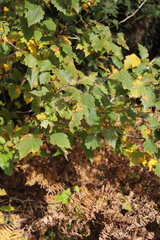 Crataegus mollis
