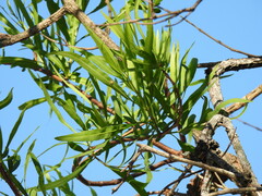Astianthus viminalis
