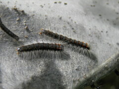 Eriogaster lanestris