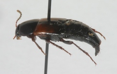 Tachinus