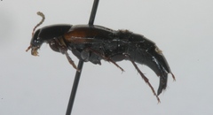 Tachinus
