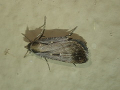 Tathorhynchus exsiccata