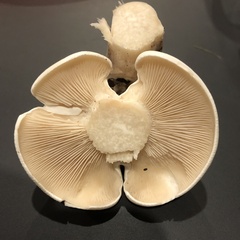 Clitocybe robusta