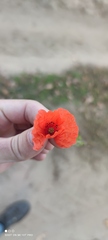 Papaver rhoeas