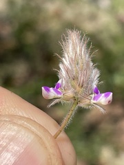 Dalea mollis