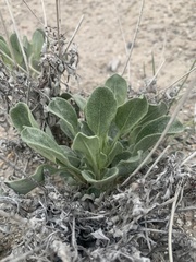 Eriogonum natum