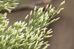 Baccharis sarothroides