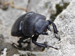 Lucanus tetraodon