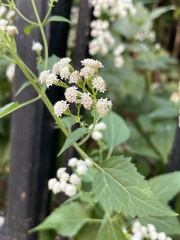 Ageratina altissima