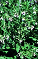 Symphytum officinale