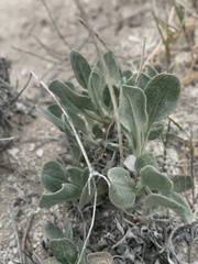 Eriogonum natum