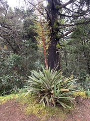 Guzmania diffusa