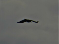 Corvus brachyrhynchos