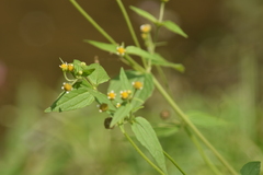 Galinsoga parviflora