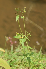 Galinsoga parviflora