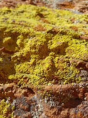 Candelariella rosulans