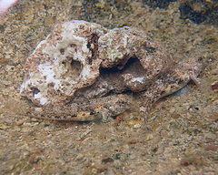 Bathygobius cocosensis