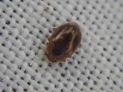 Rhyzobius chrysomeloides