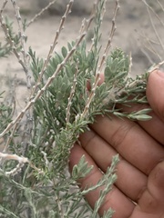 Tetradymia canescens