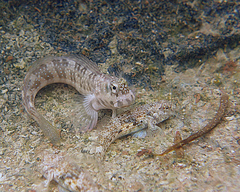 Bathygobius cocosensis