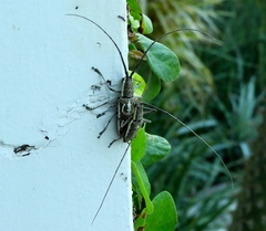 Neoptychodes trilineatus