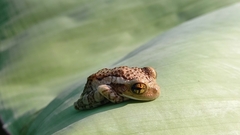 Trachycephalus vermiculatus