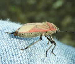 Largus maculatus