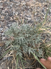 Astragalus uncialis